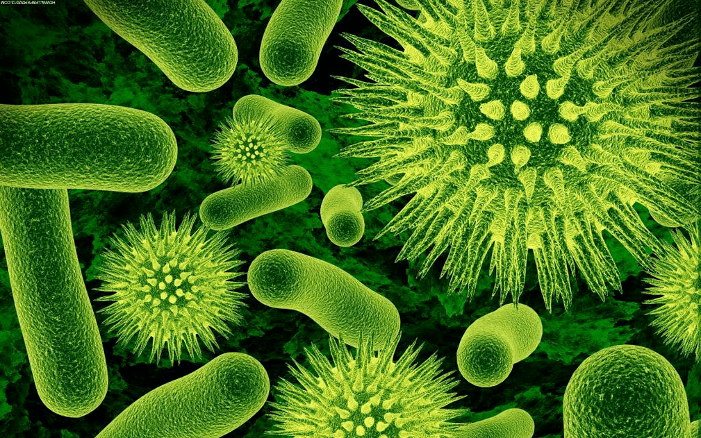 kā baktērijas nonāk organismā